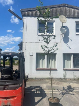 Mongolische Linde "Buda" ( Tilia mongolica "Buda") Großcontainer Hochstamm 4 m